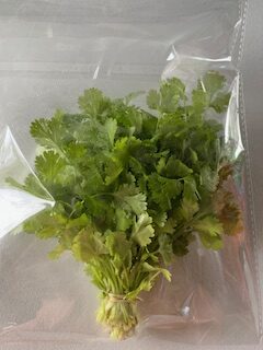 Cilantro