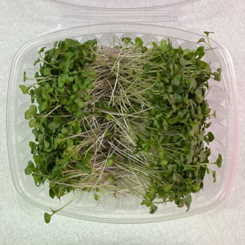Broccoli Microgreen