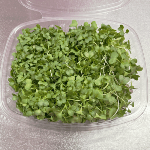 Kale Microgreen