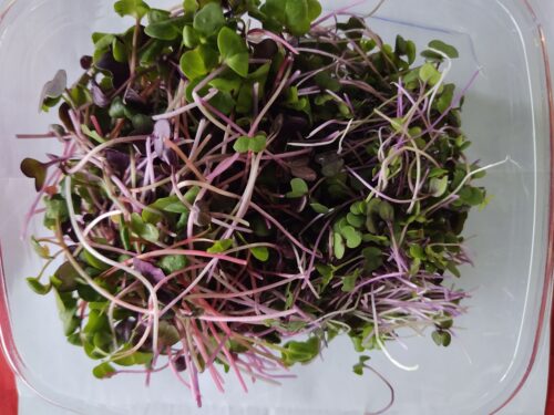 Radish Microgreen