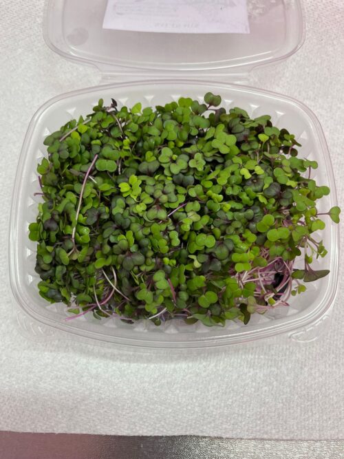 Salad Mix Microgreen