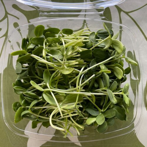 Sunflower Microgreen